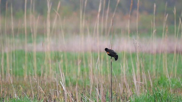 Red-winged Blackbird - ML622268638