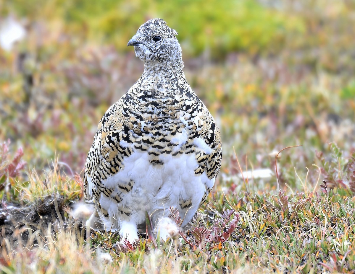 eBird Checklist - 1 Aug 2024 - Mount Audubon Trail - 18 species