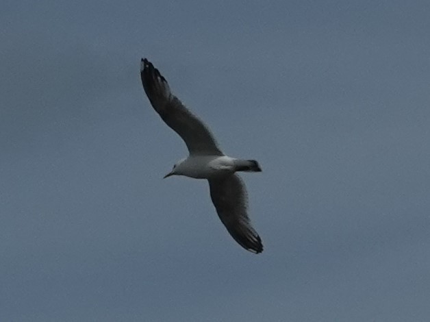 Short-billed Gull - ML622268662