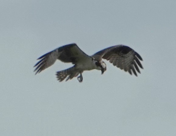 Osprey - ML622268672