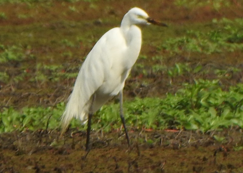 Great Egret - ML622268708