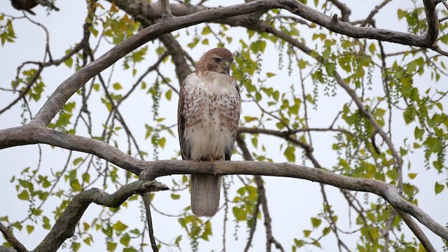 Red-tailed Hawk - ML622268741