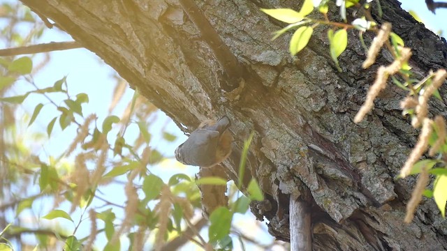 Red-breasted Nuthatch - ML622268772
