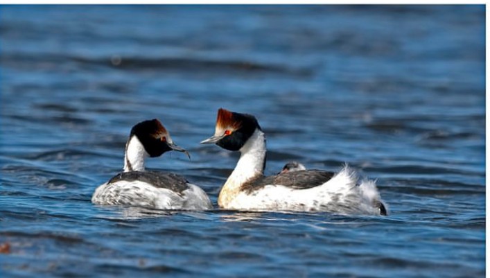 Hooded Grebe - ML622268794