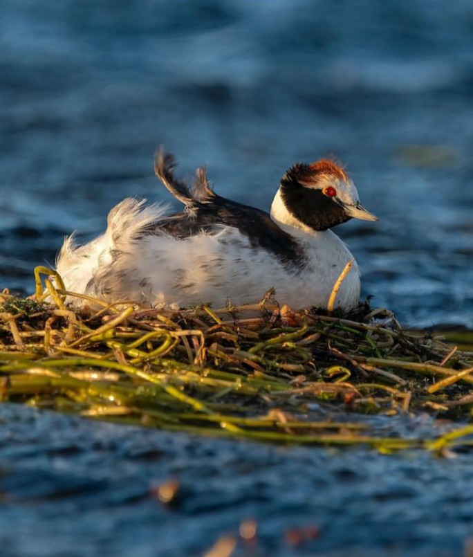 Hooded Grebe - ML622268795