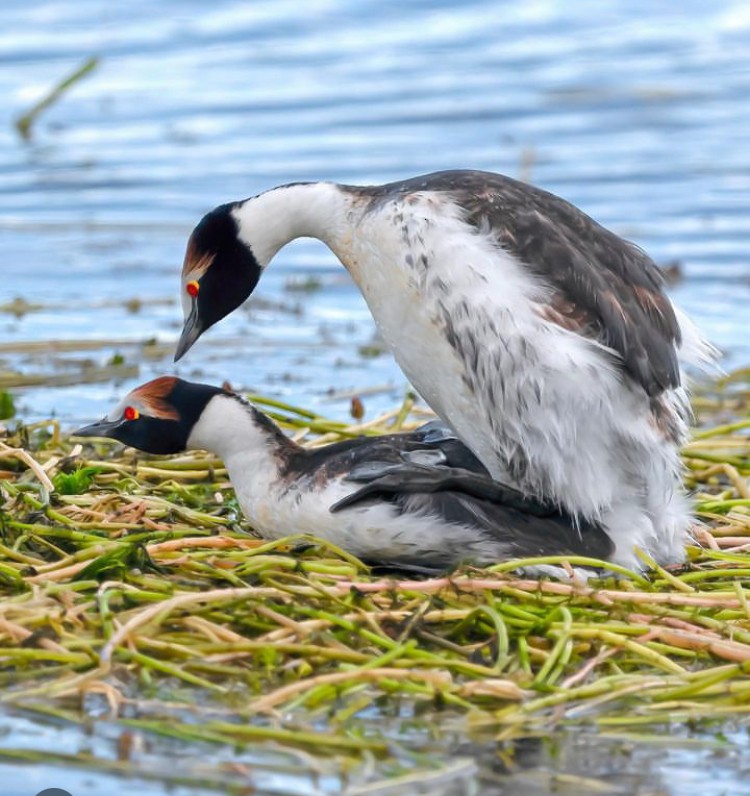 Hooded Grebe - ML622268796