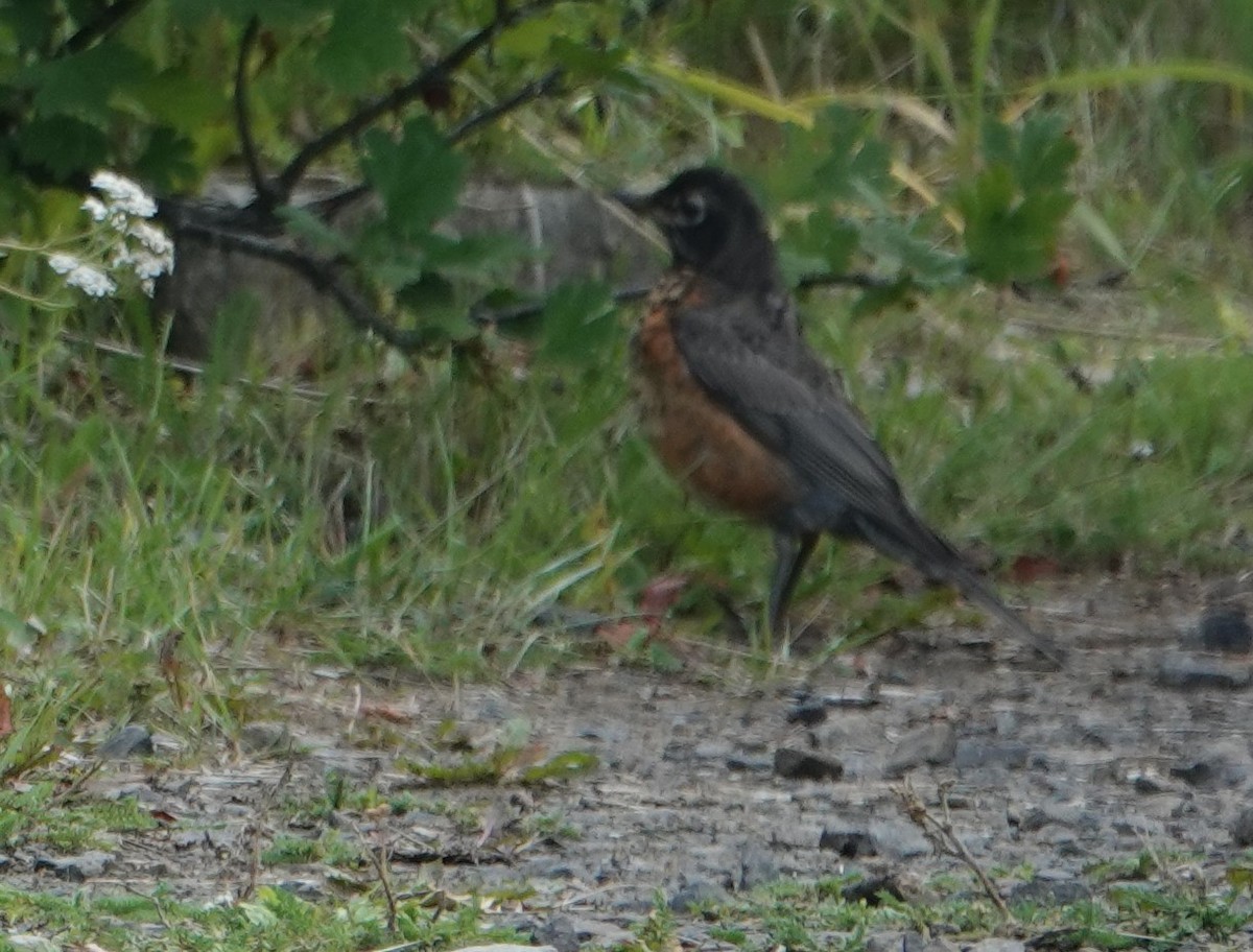 American Robin - Donald Fraser