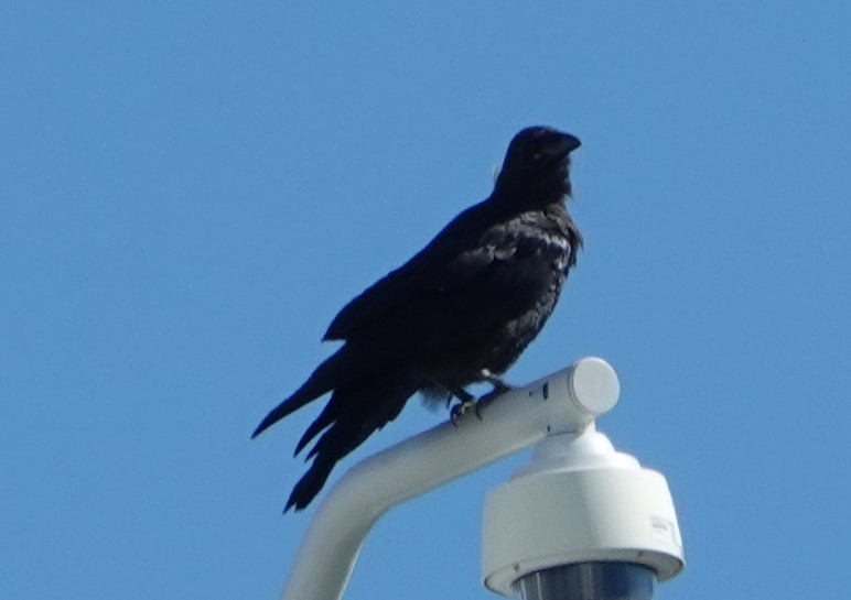 Common Raven - ML622268868