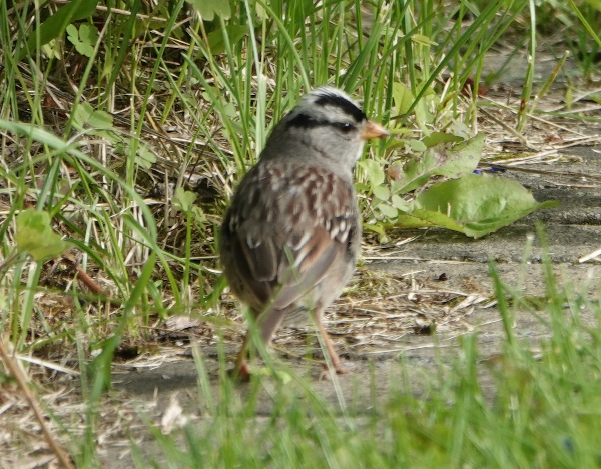 White-crowned Sparrow - ML622268884