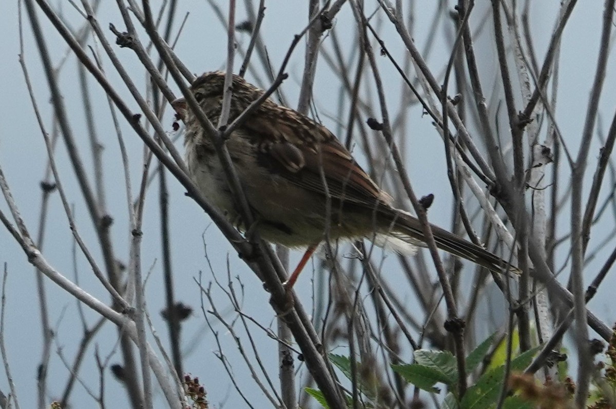 White-crowned Sparrow - ML622268892