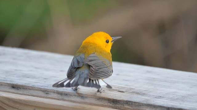 Prothonotary Warbler - ML622268904