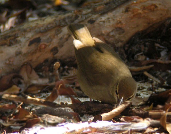 Swainson's Warbler - Brennan Mulrooney