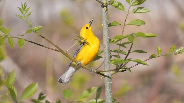 Prothonotary Warbler - ML622268974