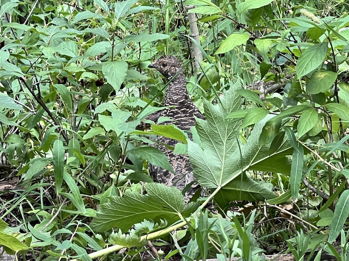Dusky Grouse - ML622269203