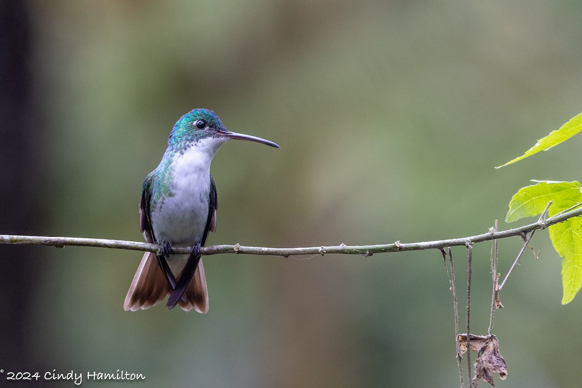 Andean Emerald - ML622269225