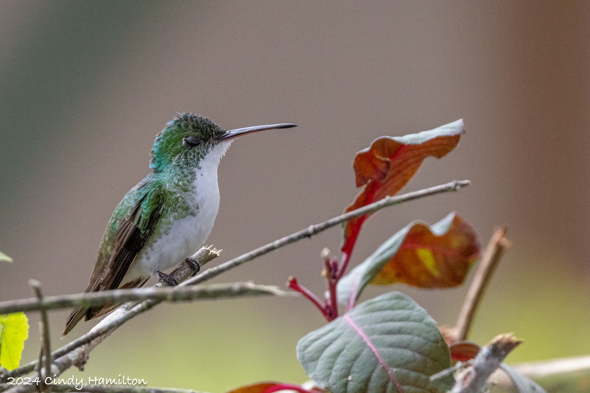 Andean Emerald - ML622269226