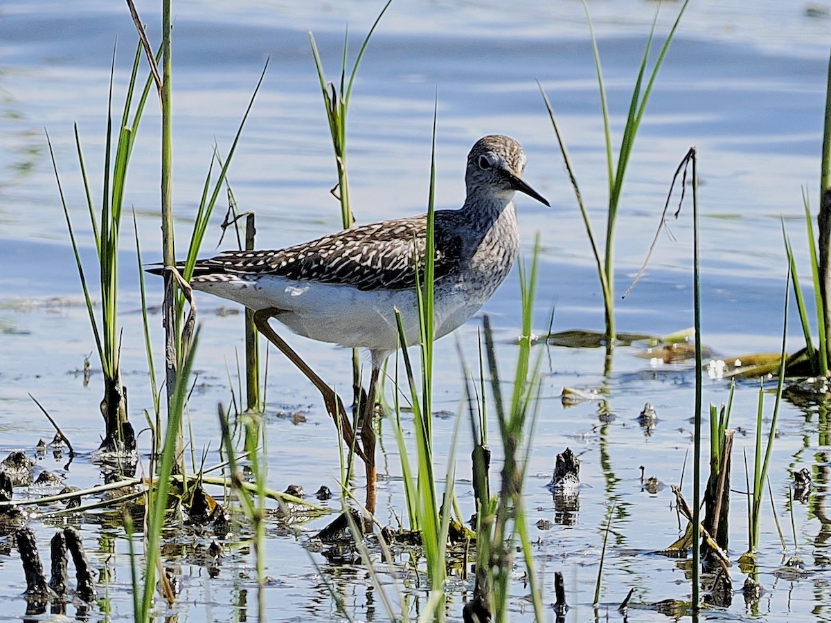 Lesser Yellowlegs - ML622269289