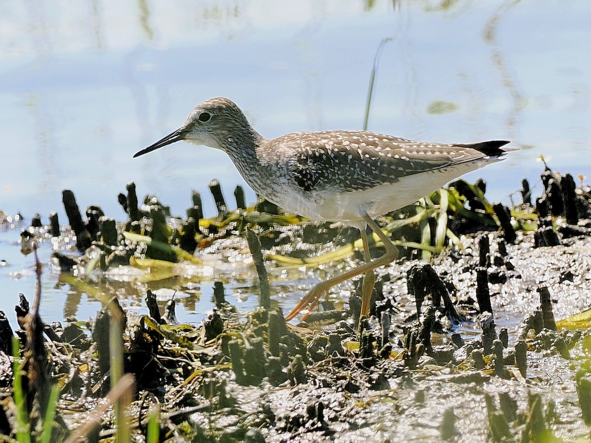 Lesser Yellowlegs - ML622269290