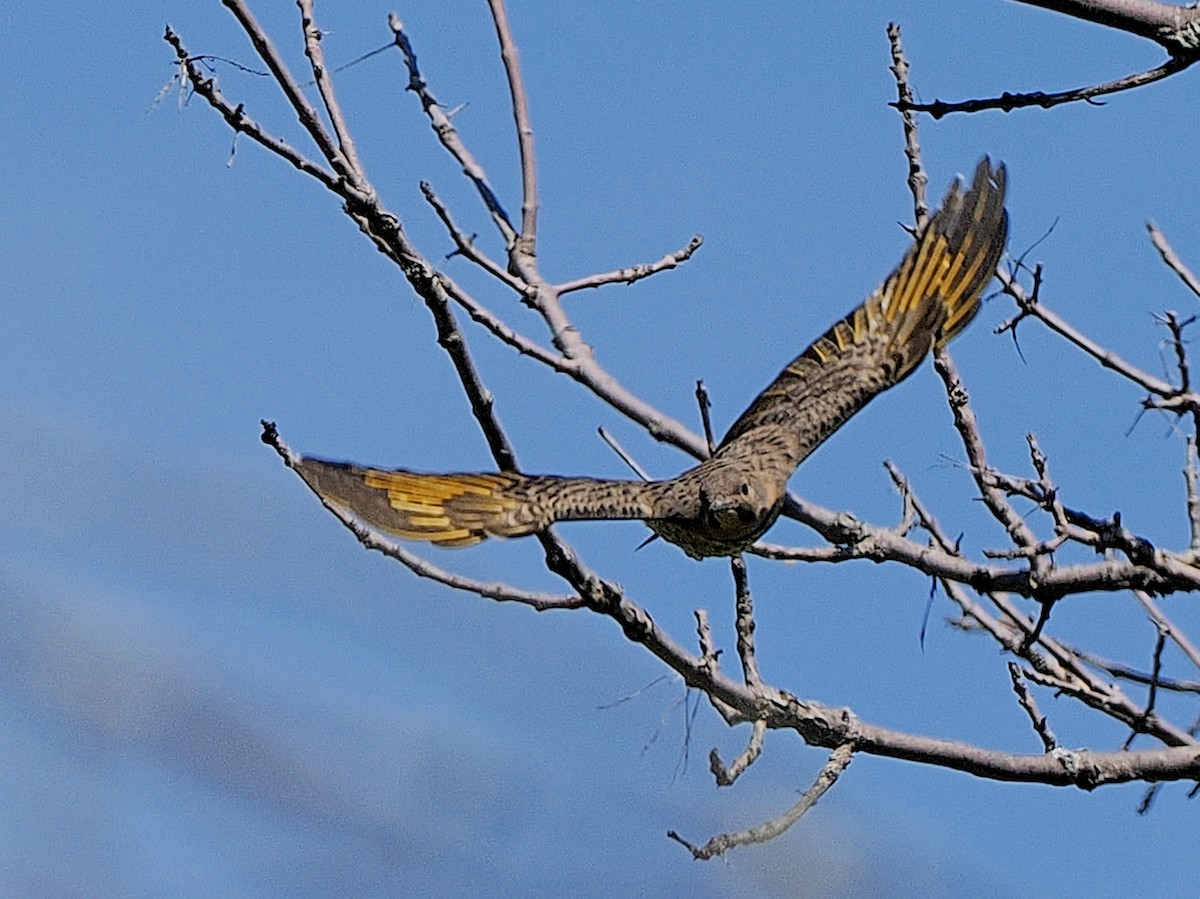 Northern Flicker - ML622269311