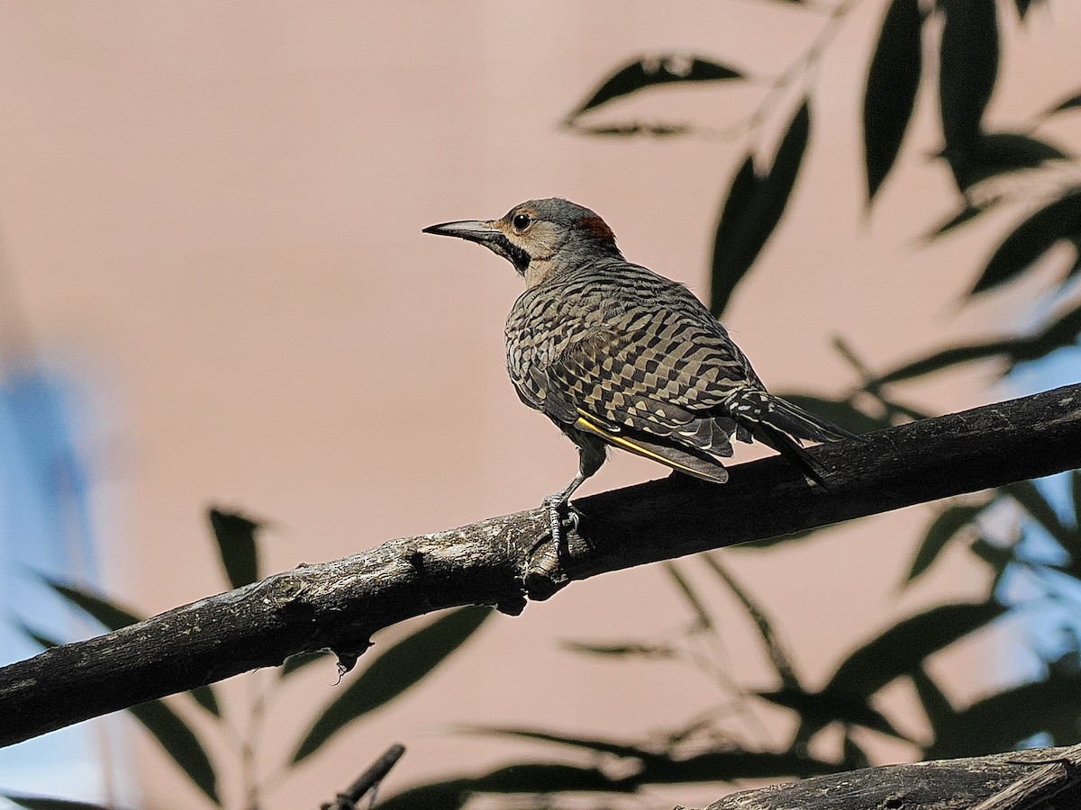 Northern Flicker - Denis Allard