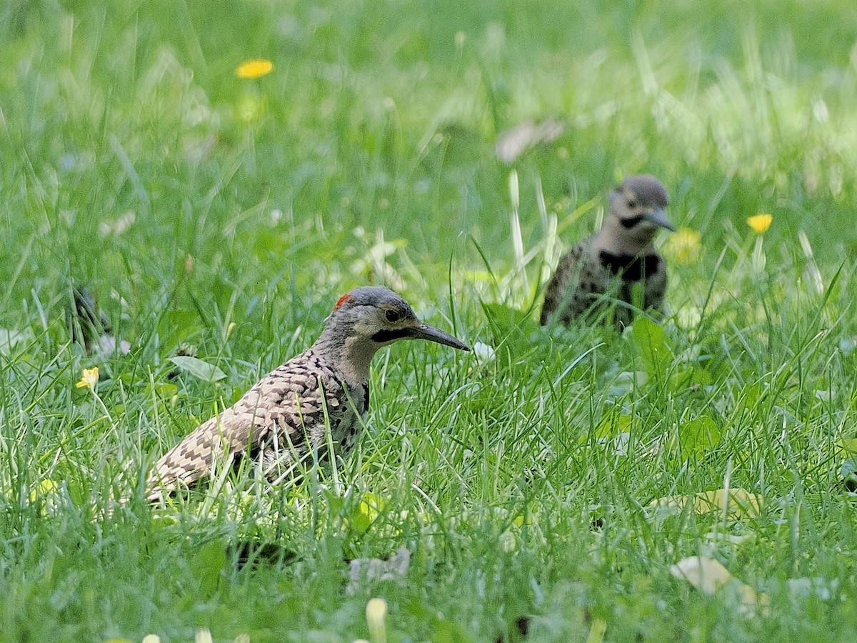 Northern Flicker - ML622269313