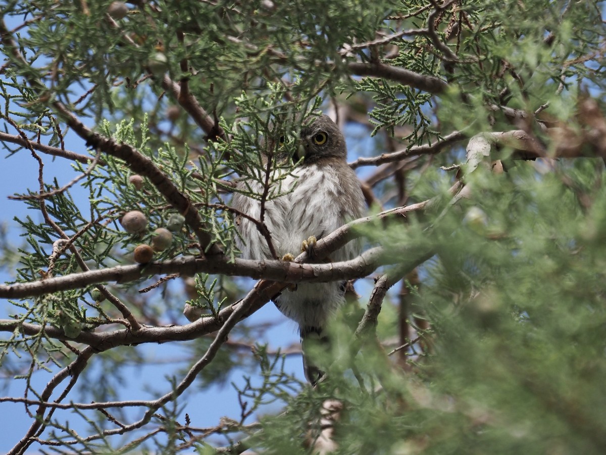 Northern Pygmy-Owl - ML622269357
