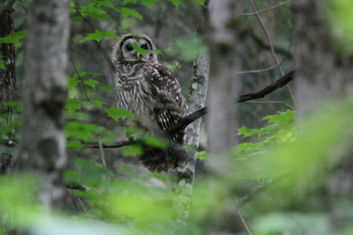 Barred Owl - ML622269396