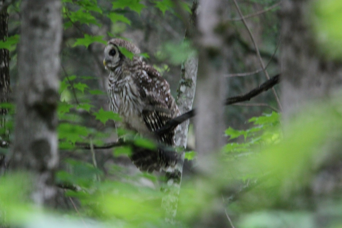 Barred Owl - ML622269397