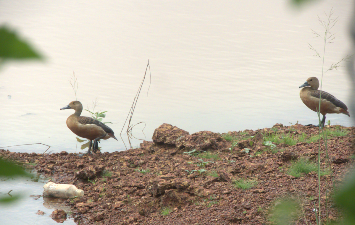 Lesser Whistling-Duck - Indrajit Poirah