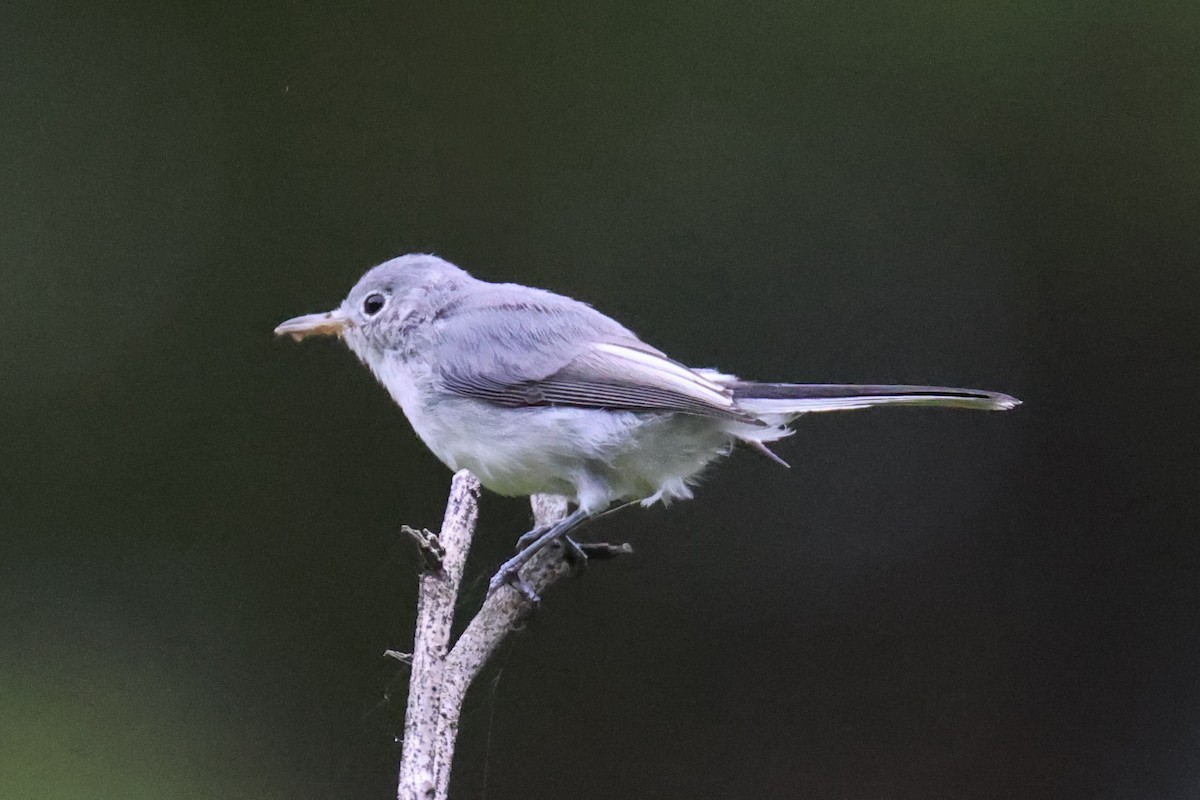 Blue-gray Gnatcatcher - ML622269434