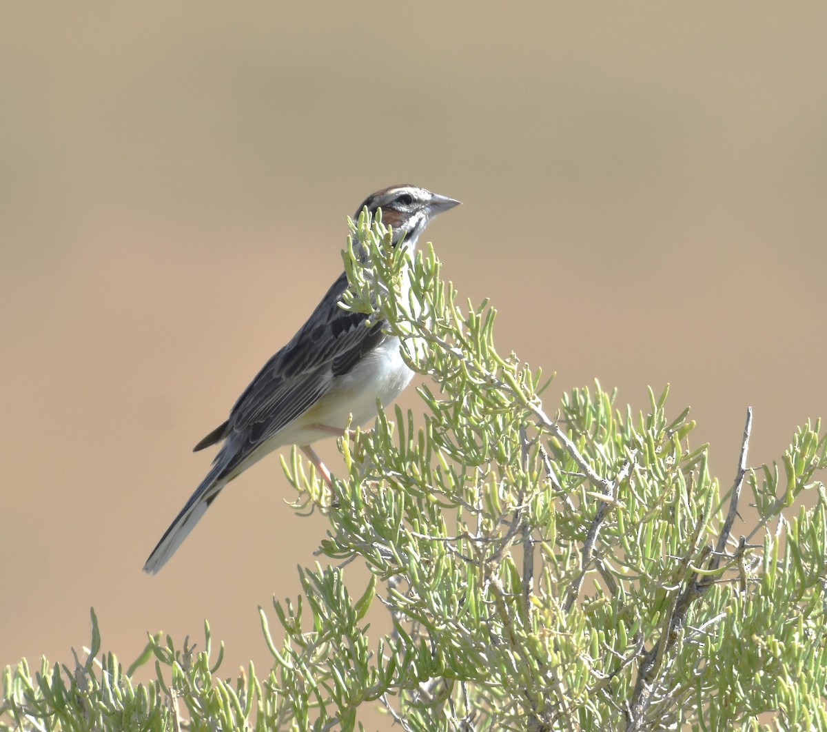 Lark Sparrow - ML622269449