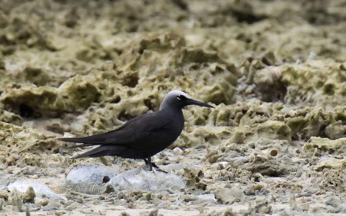 Black Noddy - Daniel López-Velasco | Ornis Birding Expeditions