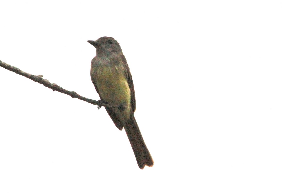 Great Crested Flycatcher - ML622269557