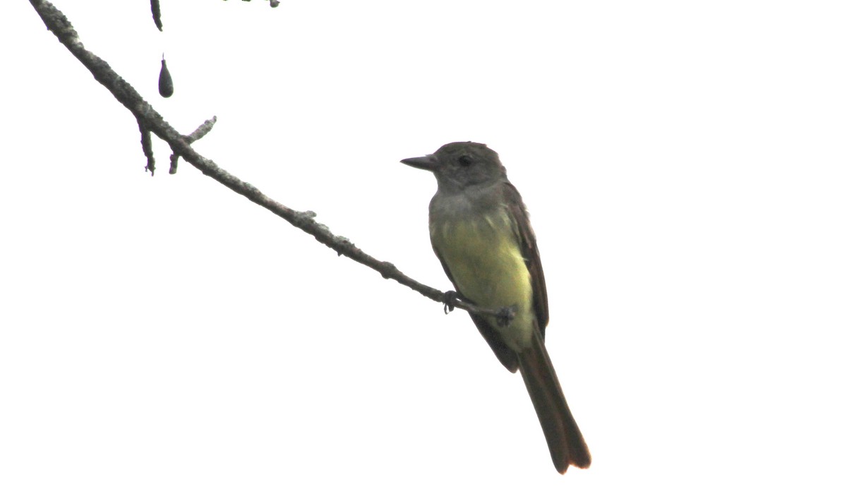 Great Crested Flycatcher - ML622269558