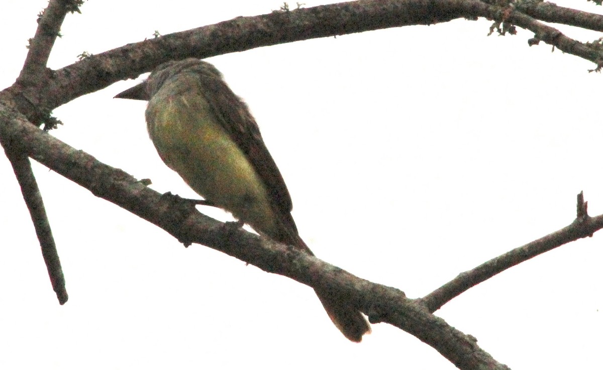 Great Crested Flycatcher - ML622269559