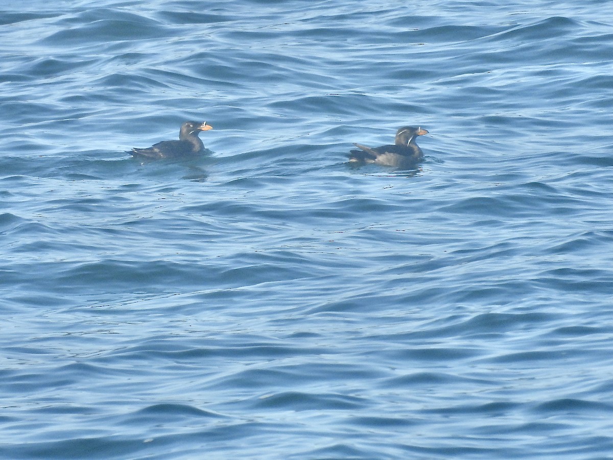 Rhinoceros Auklet - ML622269561