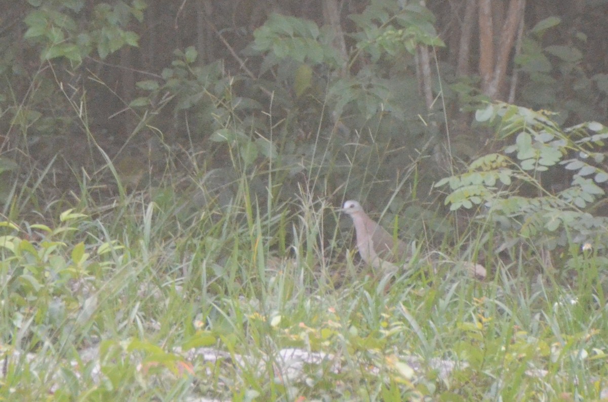 Caribbean Dove - ML622269594