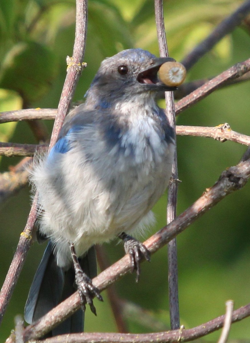 California Scrub-Jay - ML622269609