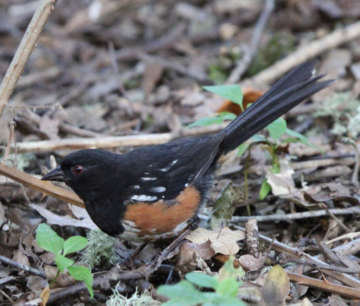 Spotted Towhee - ML622269610