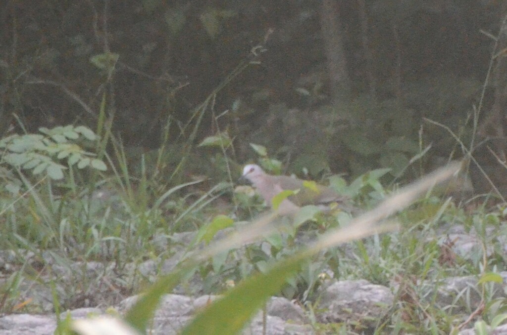 Caribbean Dove - ML622269630