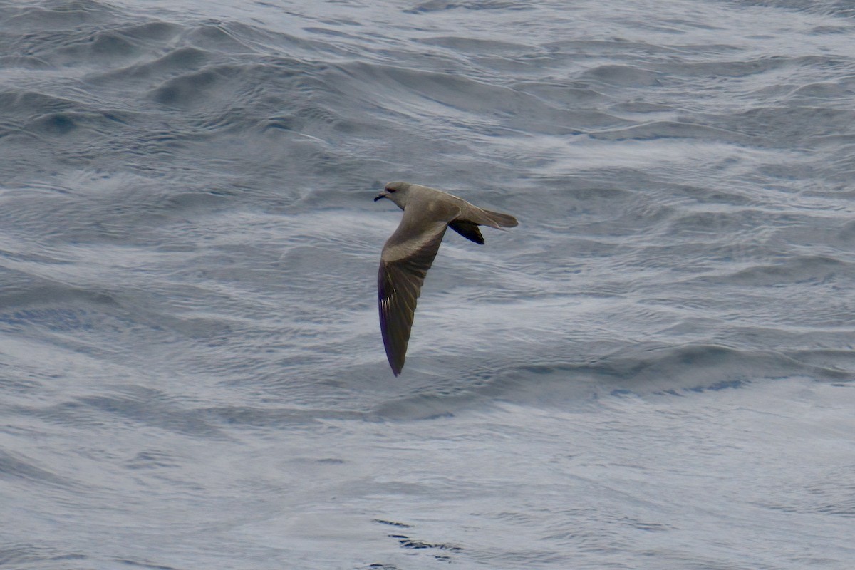 Markham's Storm-Petrel - ML622269687