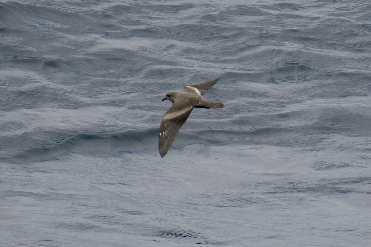 Markham's Storm-Petrel - ML622269688