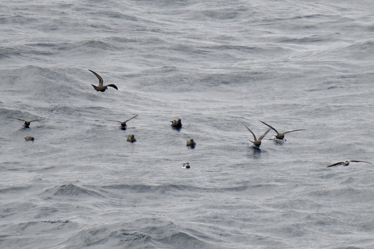 Markham's Storm-Petrel - ML622269689