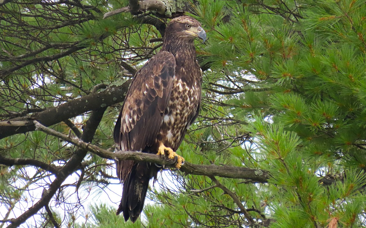 Bald Eagle - ML622269693