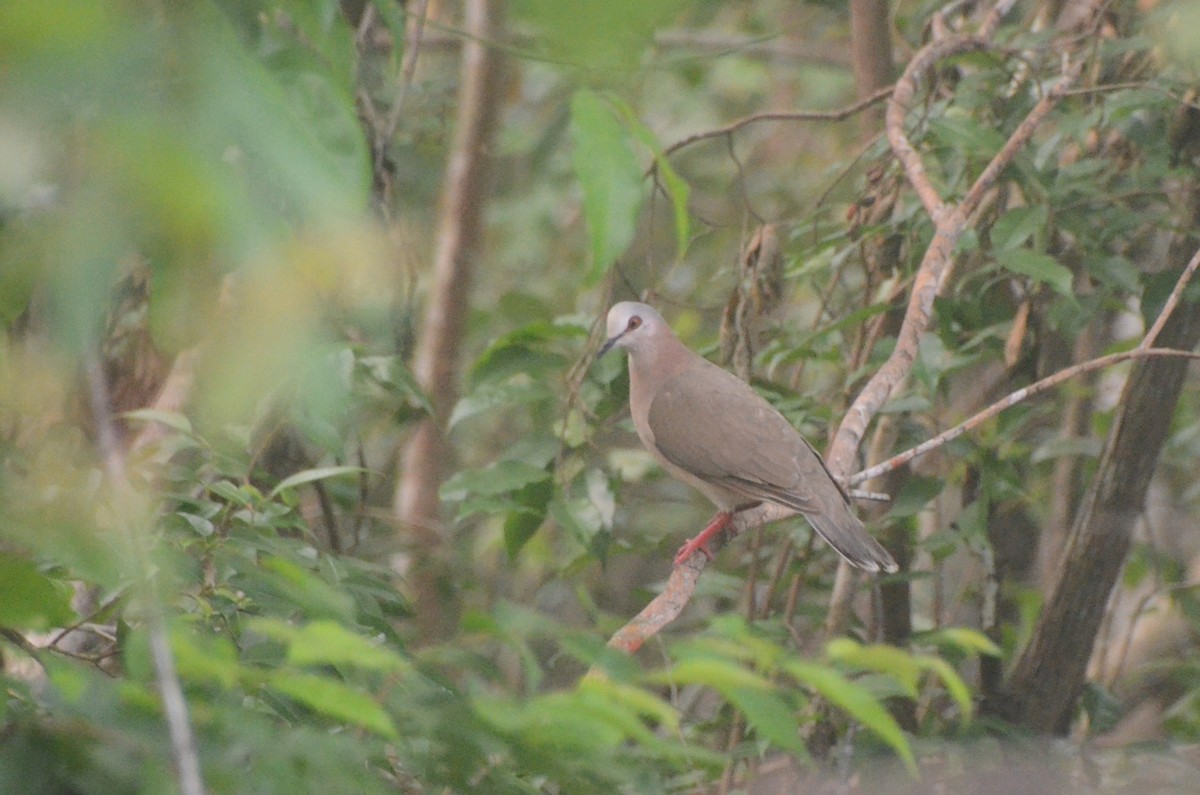 Caribbean Dove - ML622269698