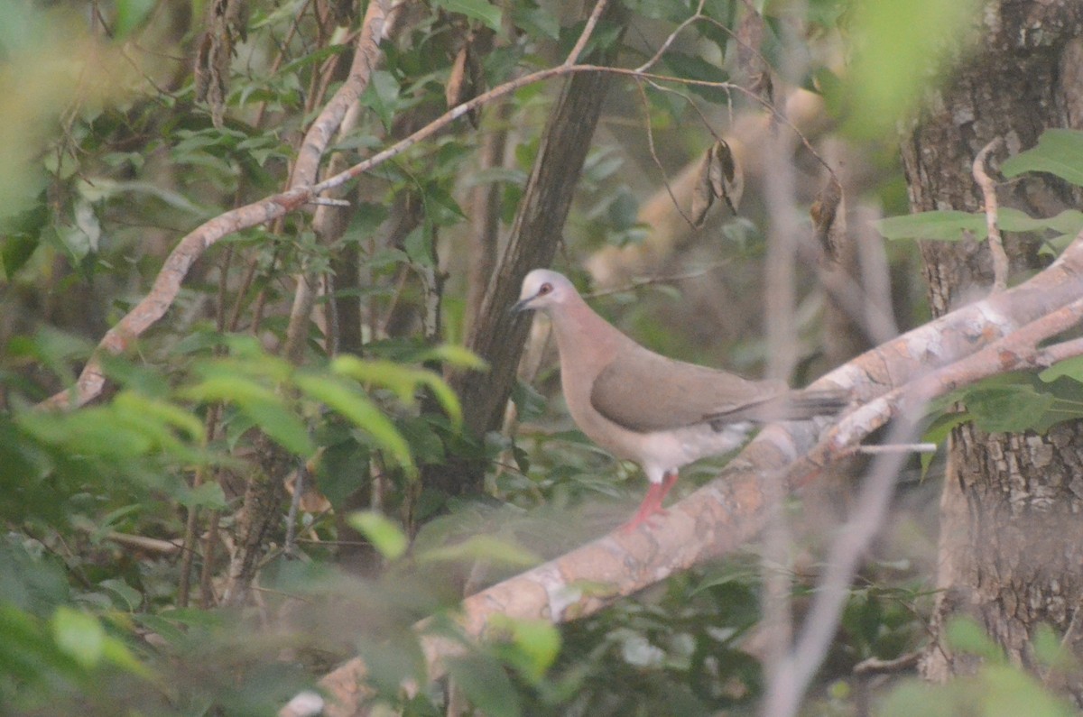 Caribbean Dove - ML622269731