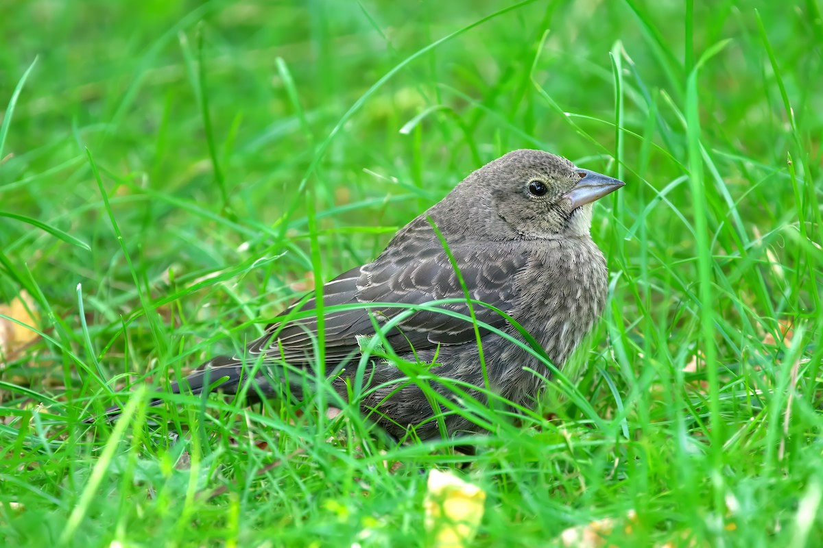 Brown-headed Cowbird - ML622269816