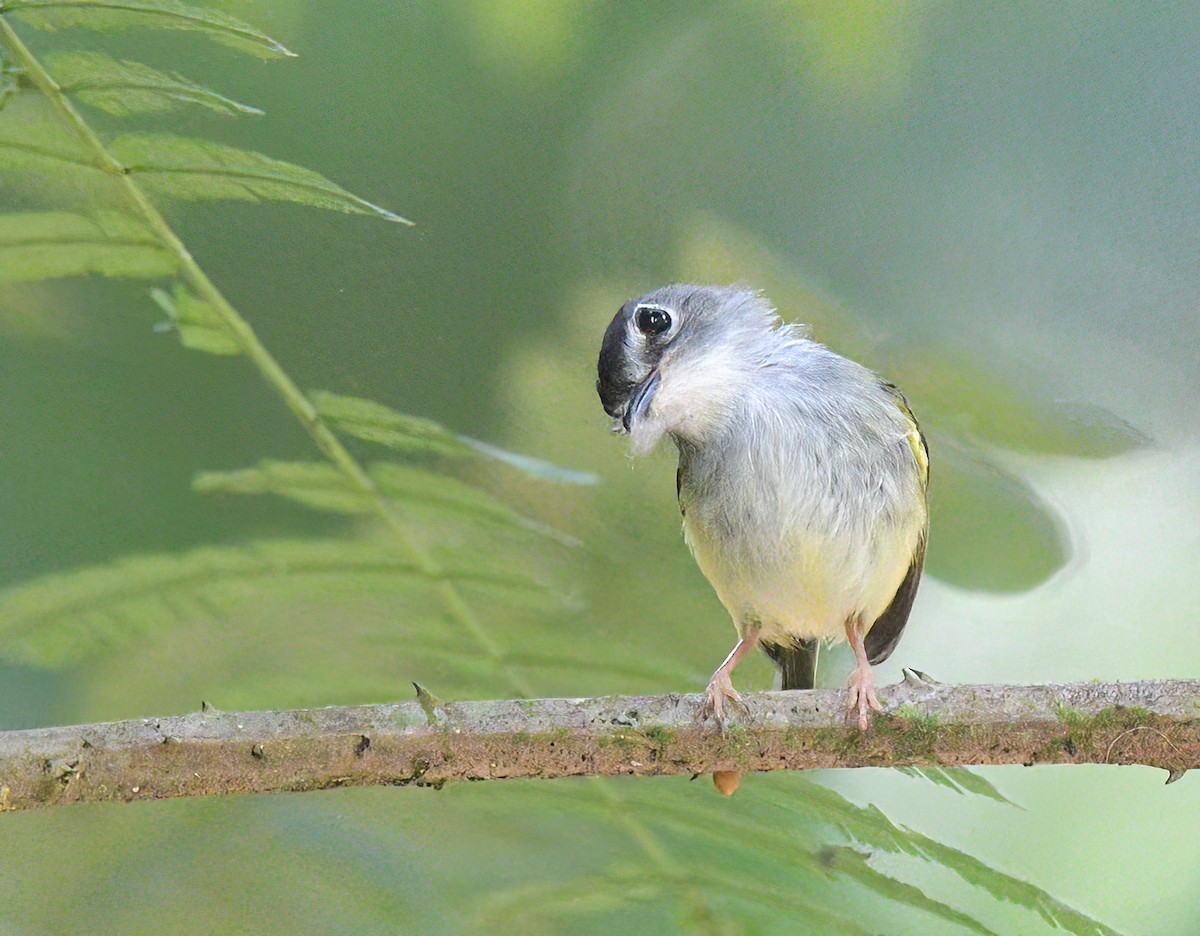 Black-capped Pygmy-Tyrant - David Swain