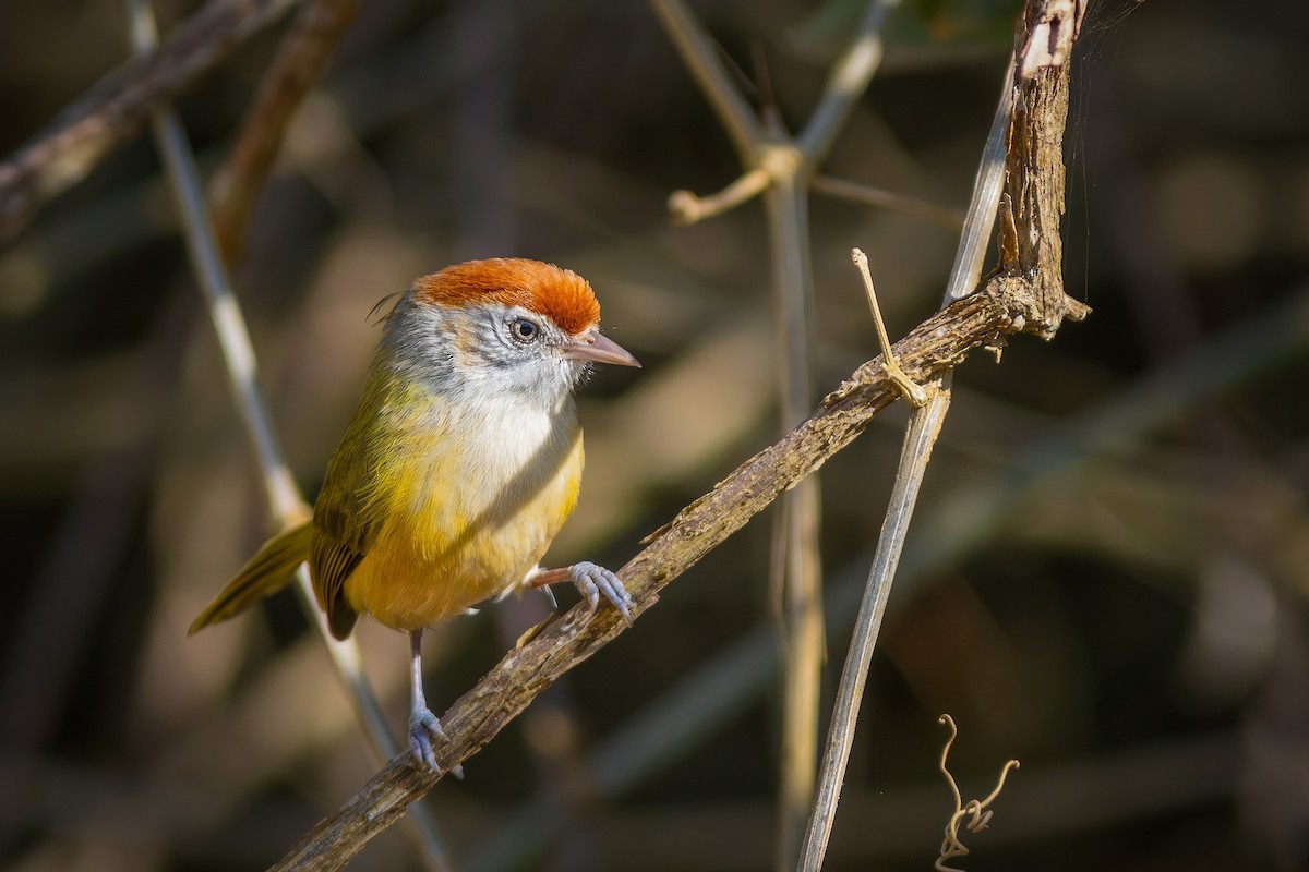 Gray-eyed Greenlet - Gabriel Bonfa