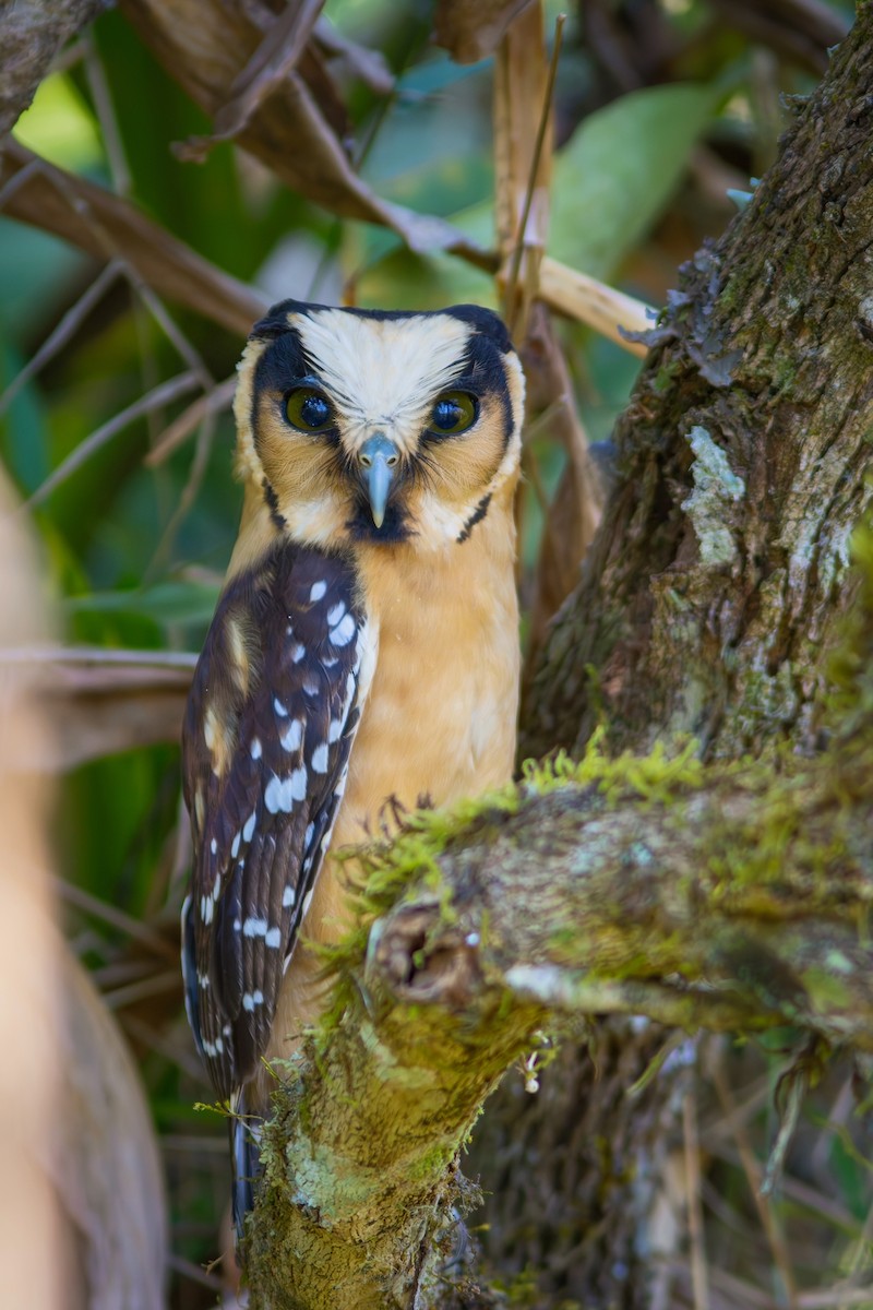 Buff-fronted Owl - ML622270048